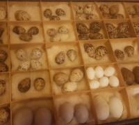 93
