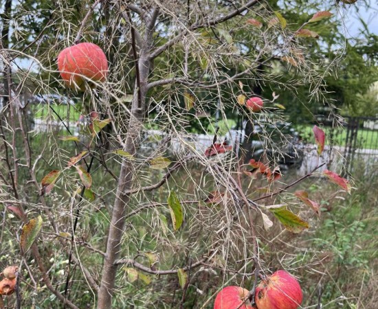 a0a32f13-5fe5-4ca9-a137-d84e87a00209