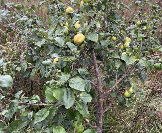 c95462f6-533b-4f32-a1c4-83c4dff40881