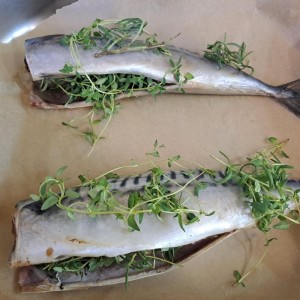 pieczona w rozmarynie makrela